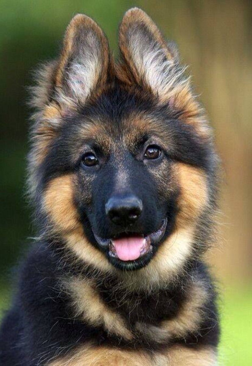 Шилонская овчарка Шилон