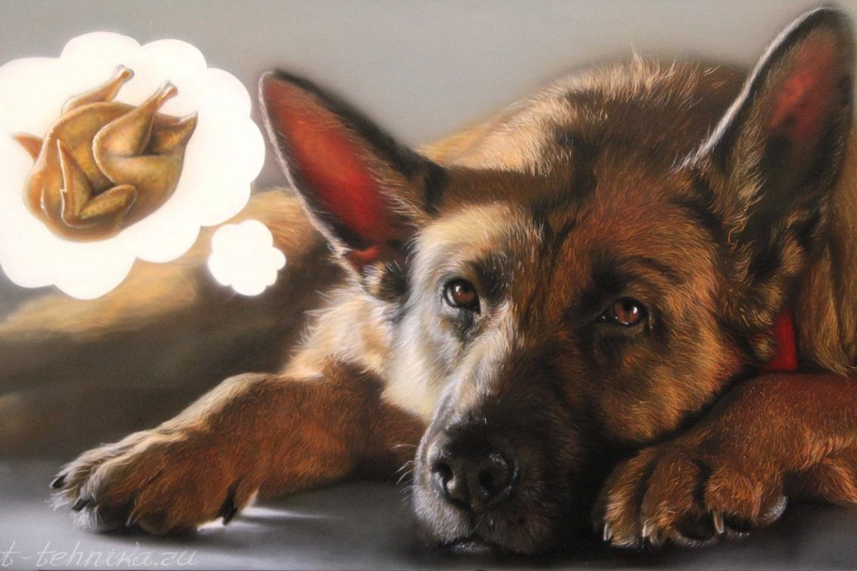 Немецкая овчарка картина