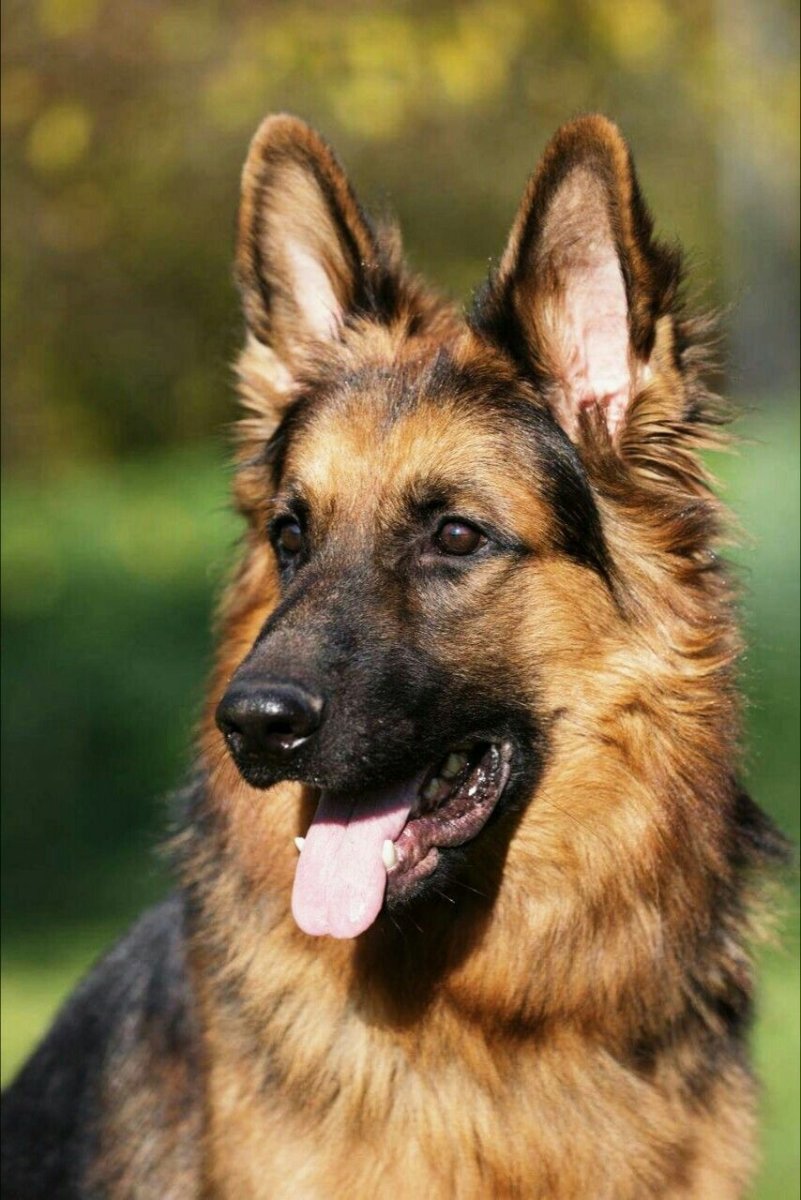 Немецкая овчарка агути