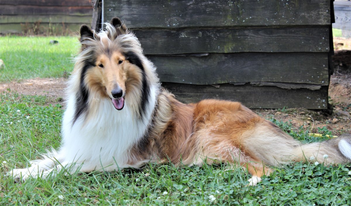 Шилонская овчарка