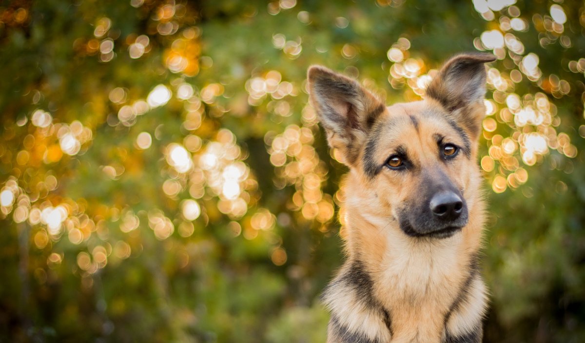 Овчарка обои