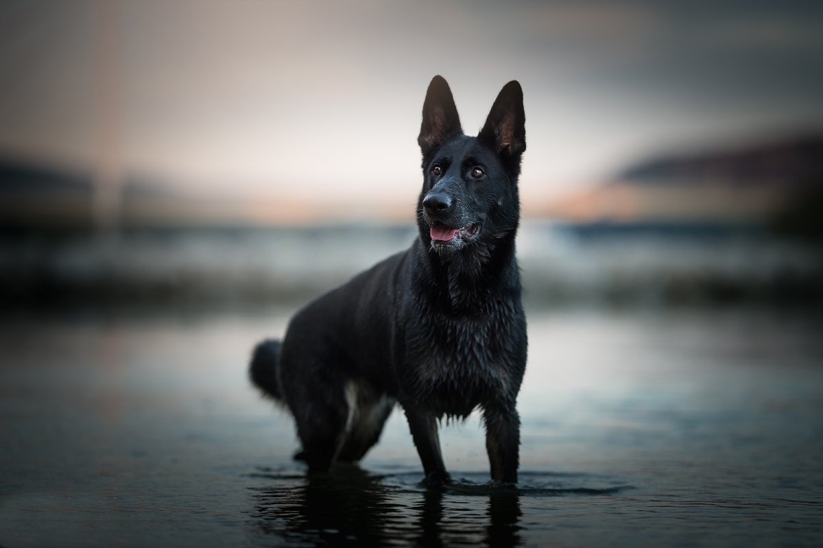 Грустный песик