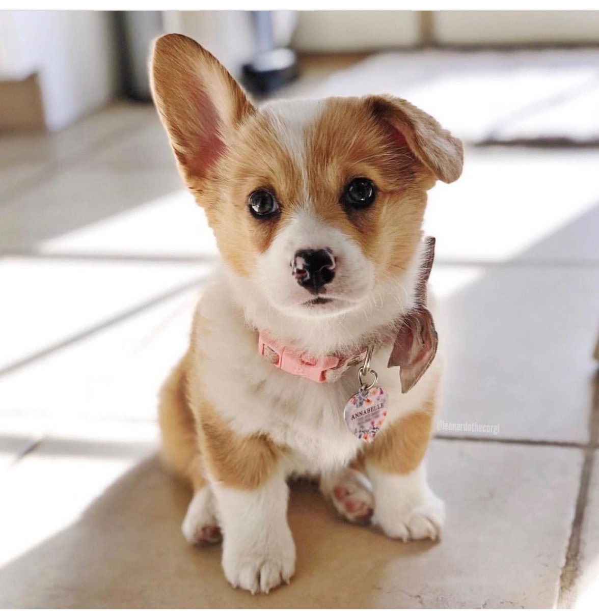 Мексиканский ксоло