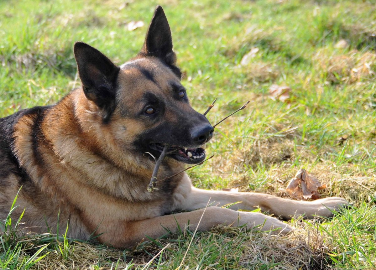 Тираннозавр рекс и курица