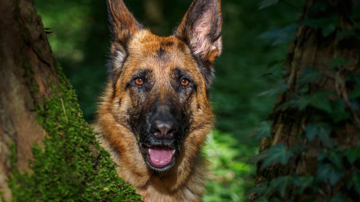 Немецкая овчарка Шеферд