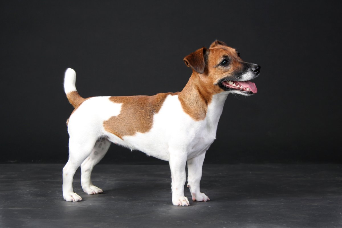 Овчарка Дауфмана