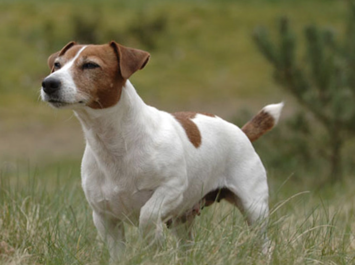 Королевский корги 2019