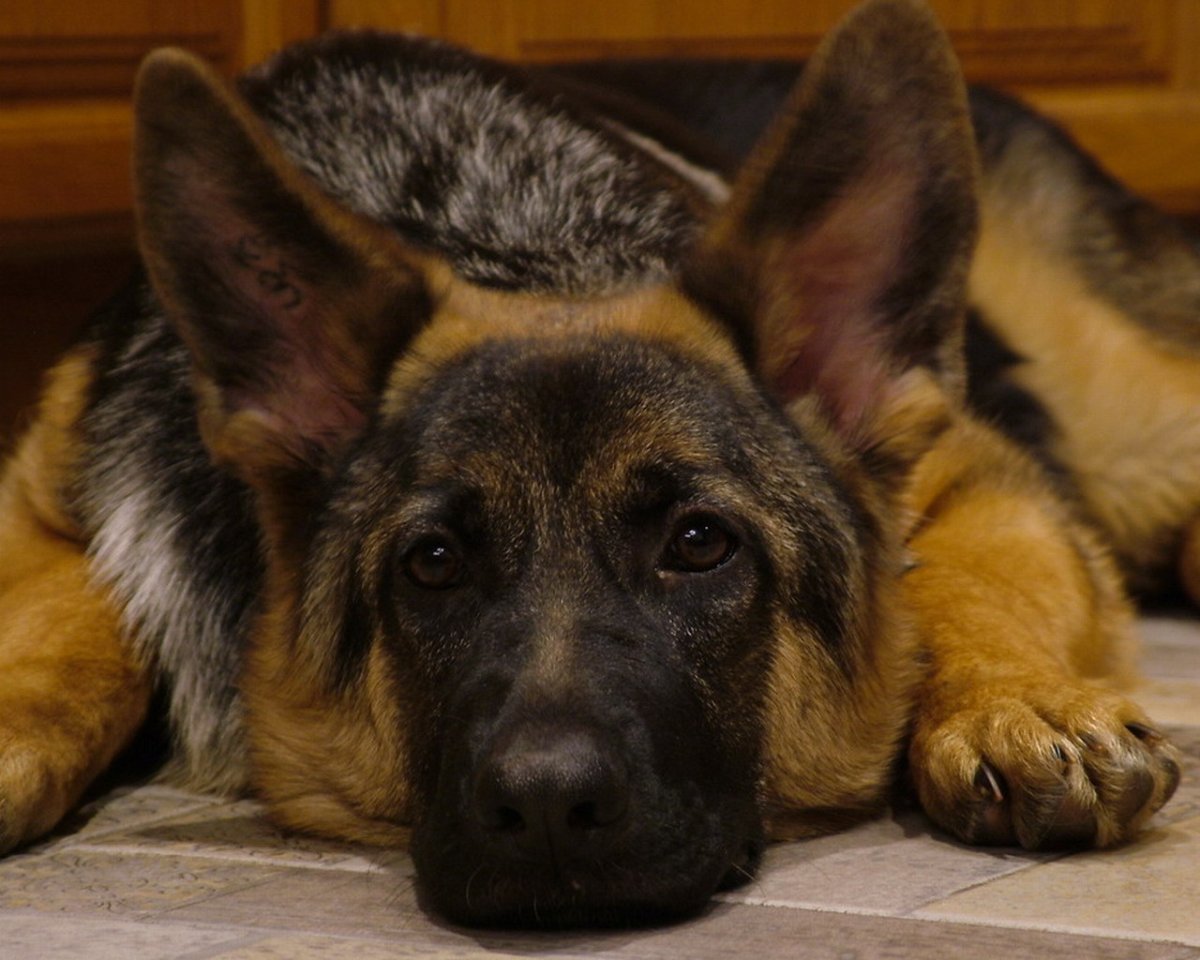 Ушастая немецкая овчарка