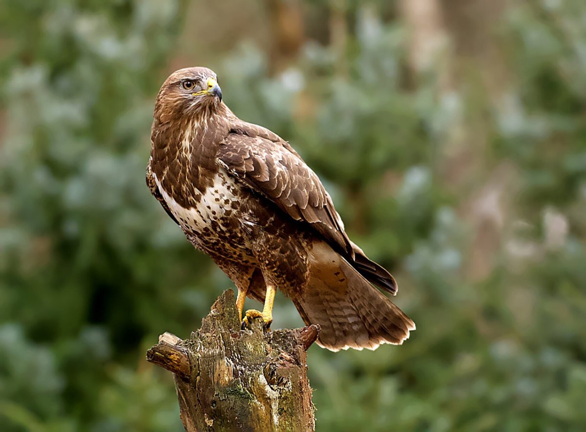 Канюк Сарыч обыкновенный