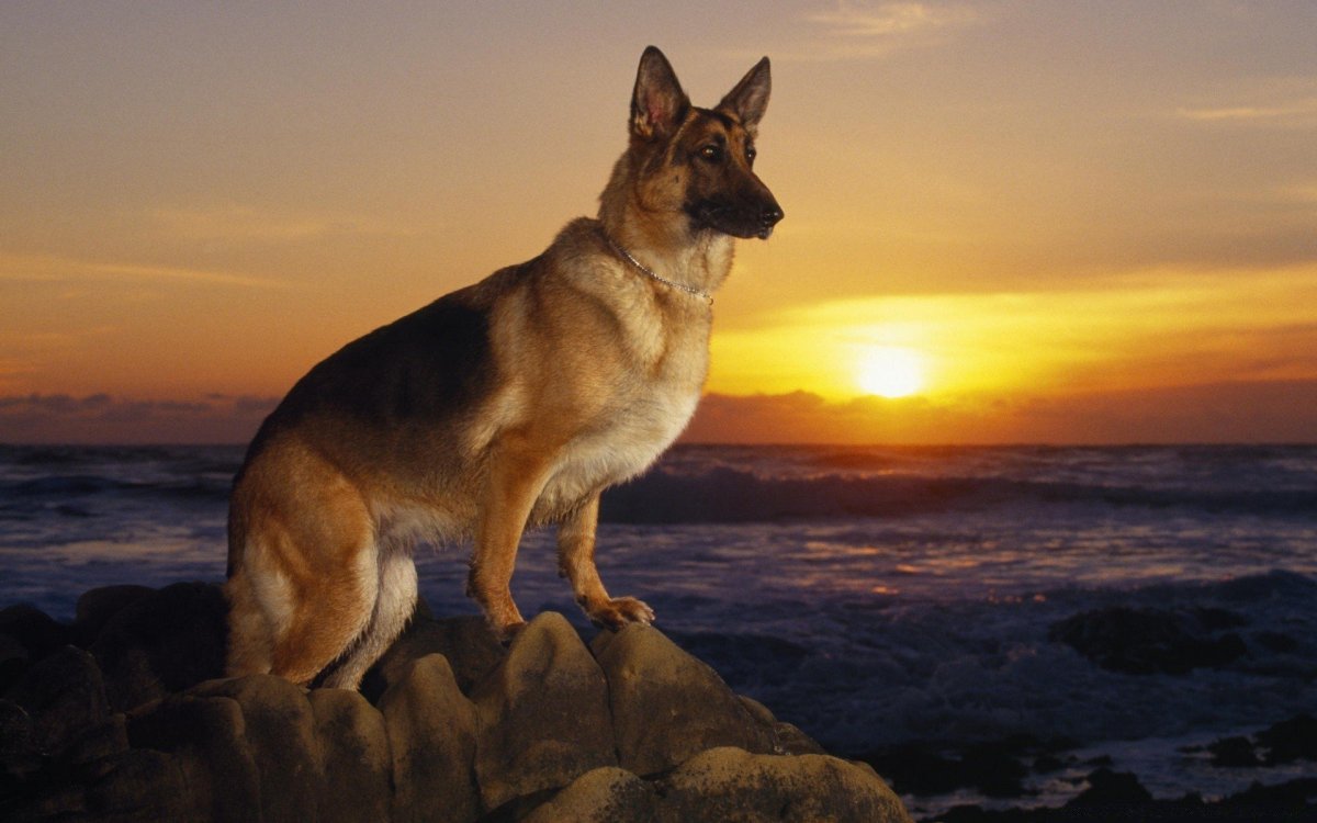 Джек-Рассел-терьер коротколапый