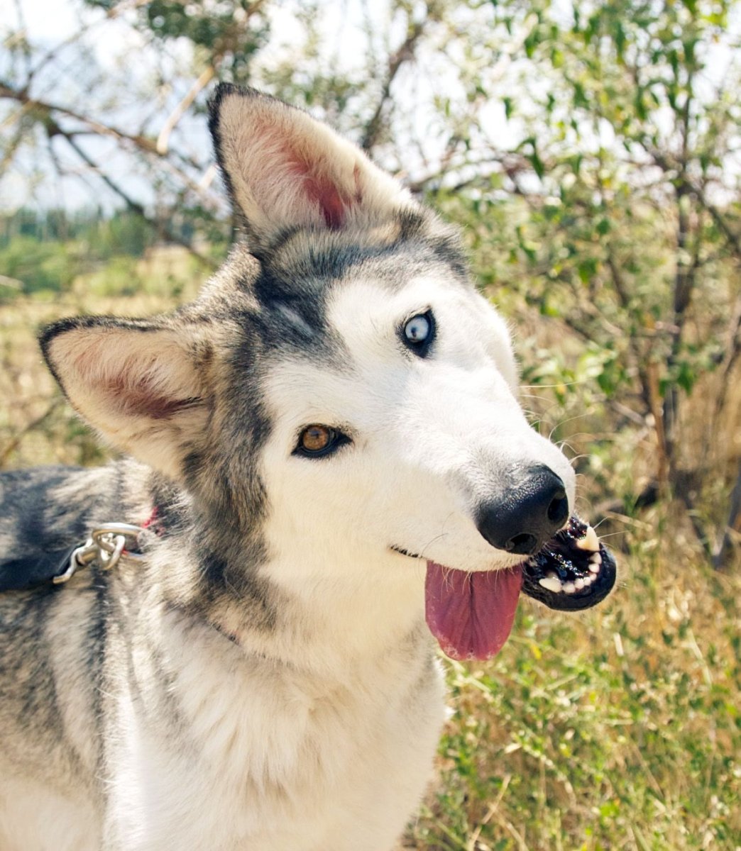 Имена для хаски