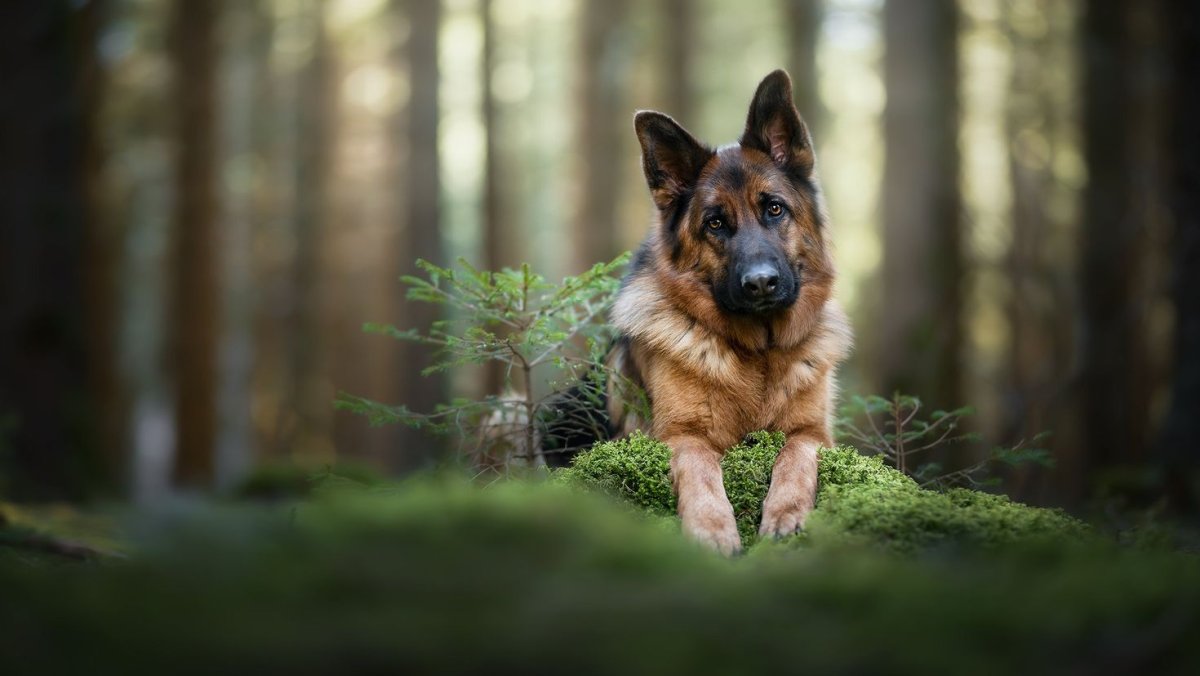 Немецкая овчарка в лесу