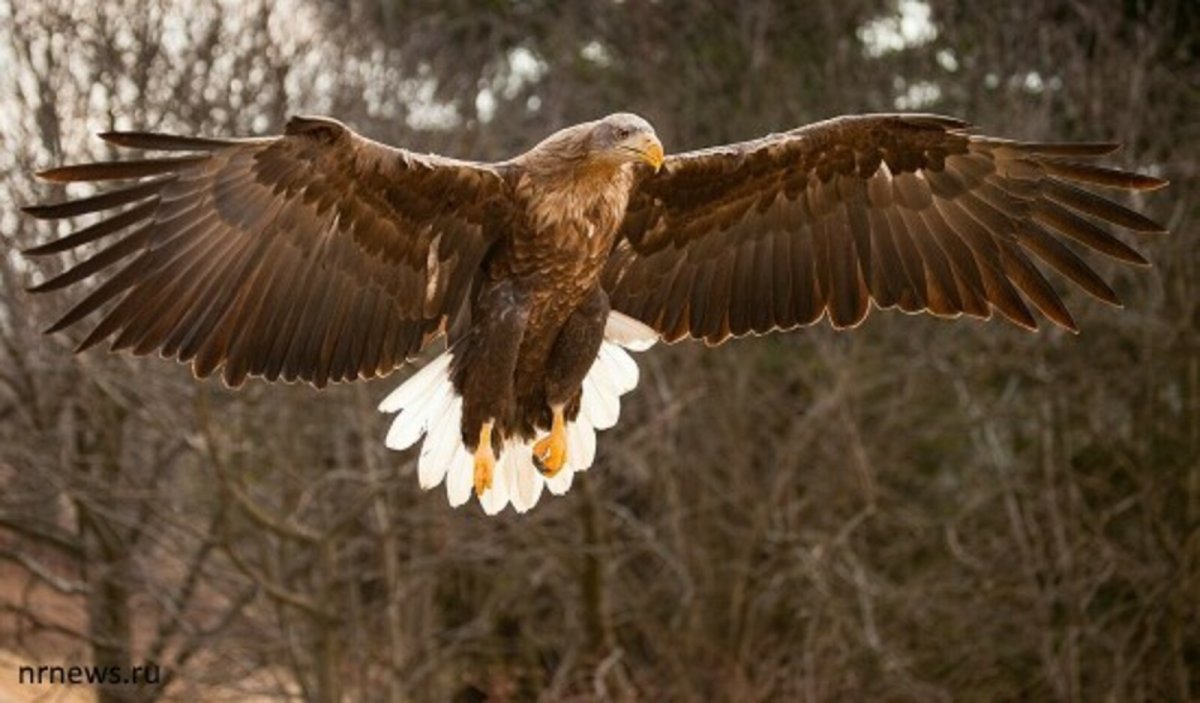 Птица Орлан белохвост