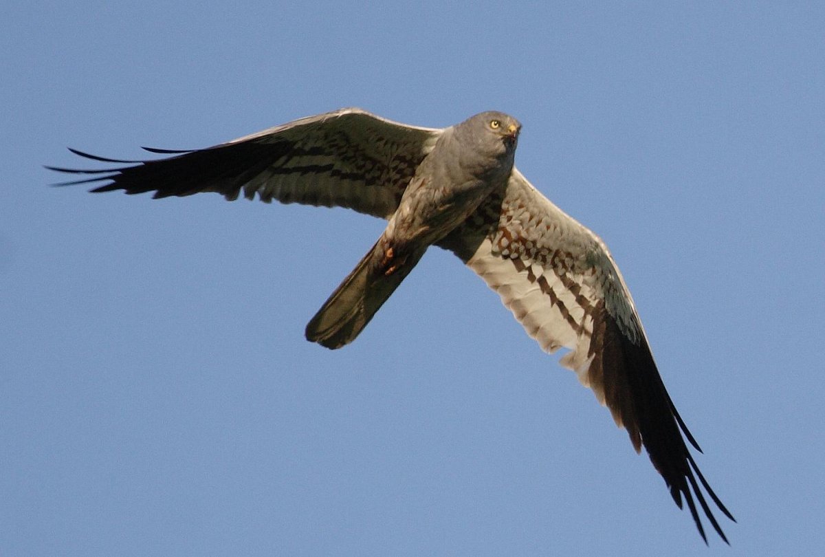 Лунь Логовой птицы Ростовской области