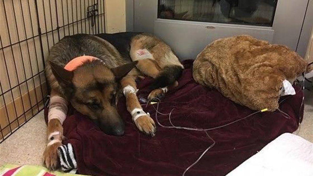 Красивые собаки и кошки