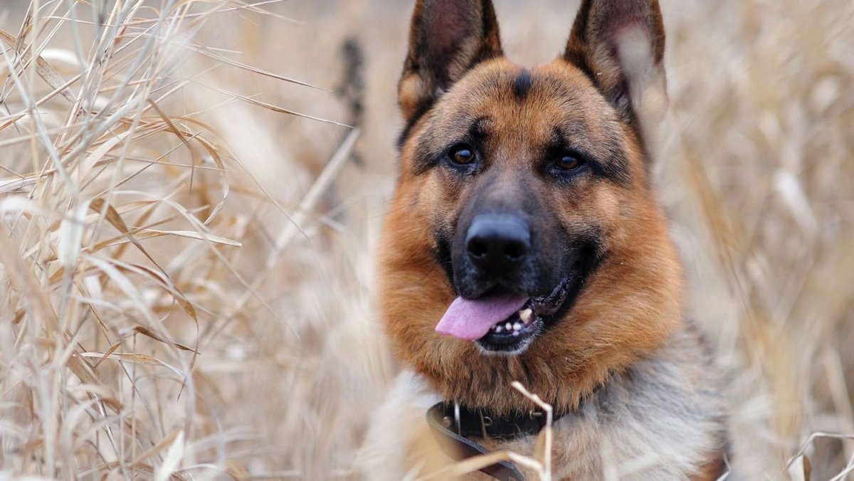 Вельш корги пемброк обои