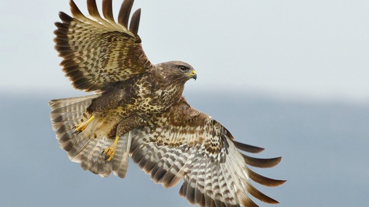 Ястреб-перепелятник (большой ястреб)