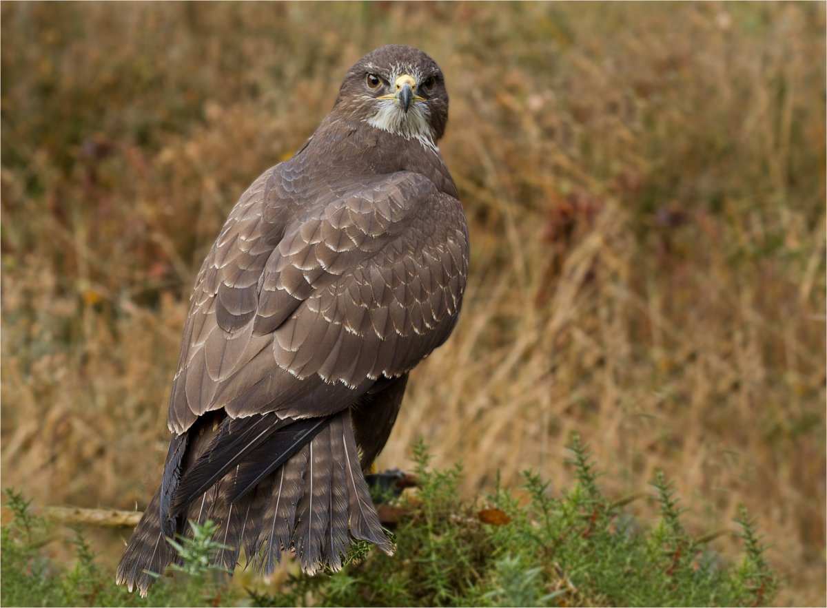 Ястреб канюк