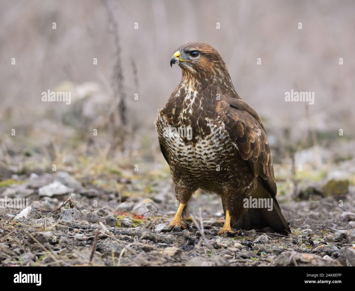 Обыкновенный канюк Buteo Buteo