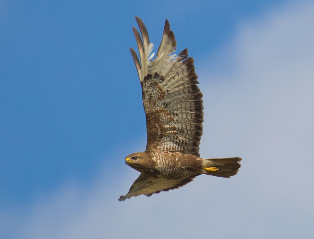 Канюк хищная птица