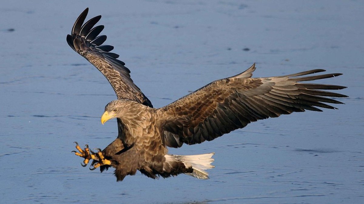 Хищные птицы ростовской области