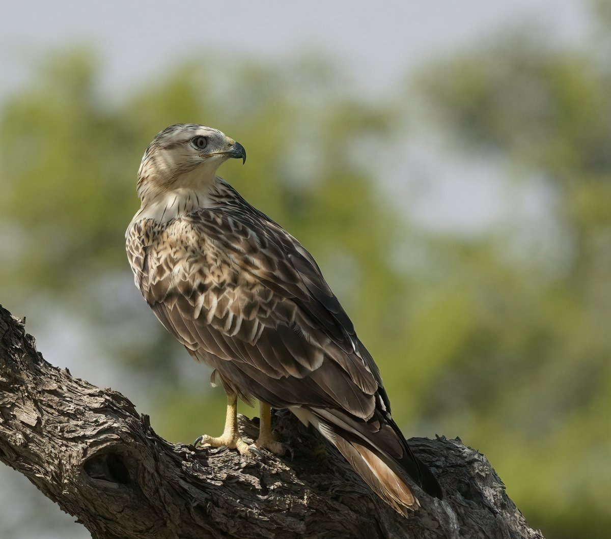 Хищные птицы Ростовской области