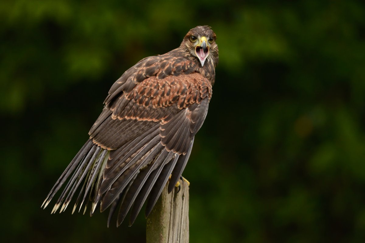 Обыкновенный канюк