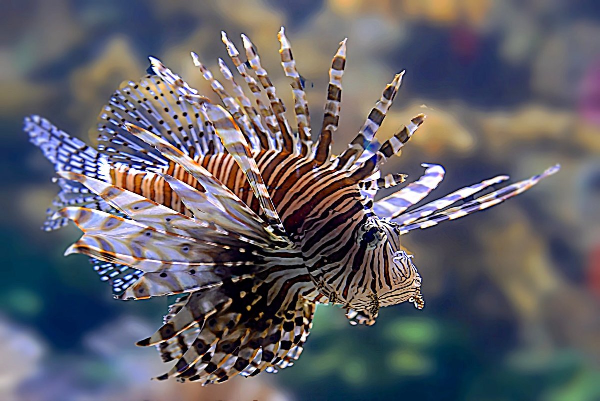 Рыба крылатка Рассела