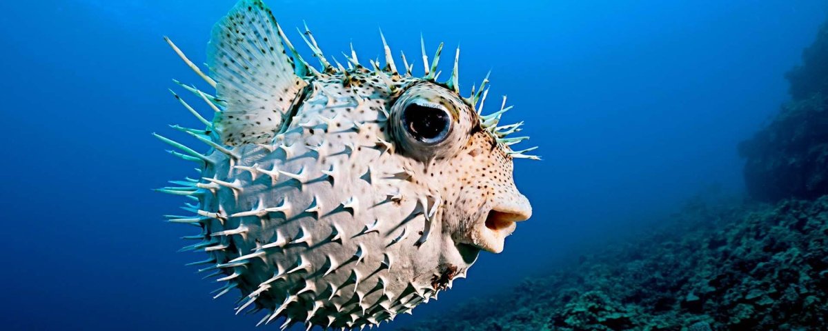 Ядовитые рыбы красного моря крылатка