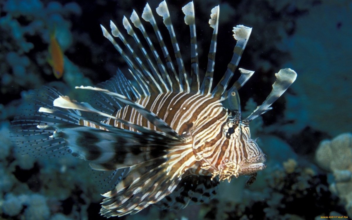 Длинноиглая рыба-ёж