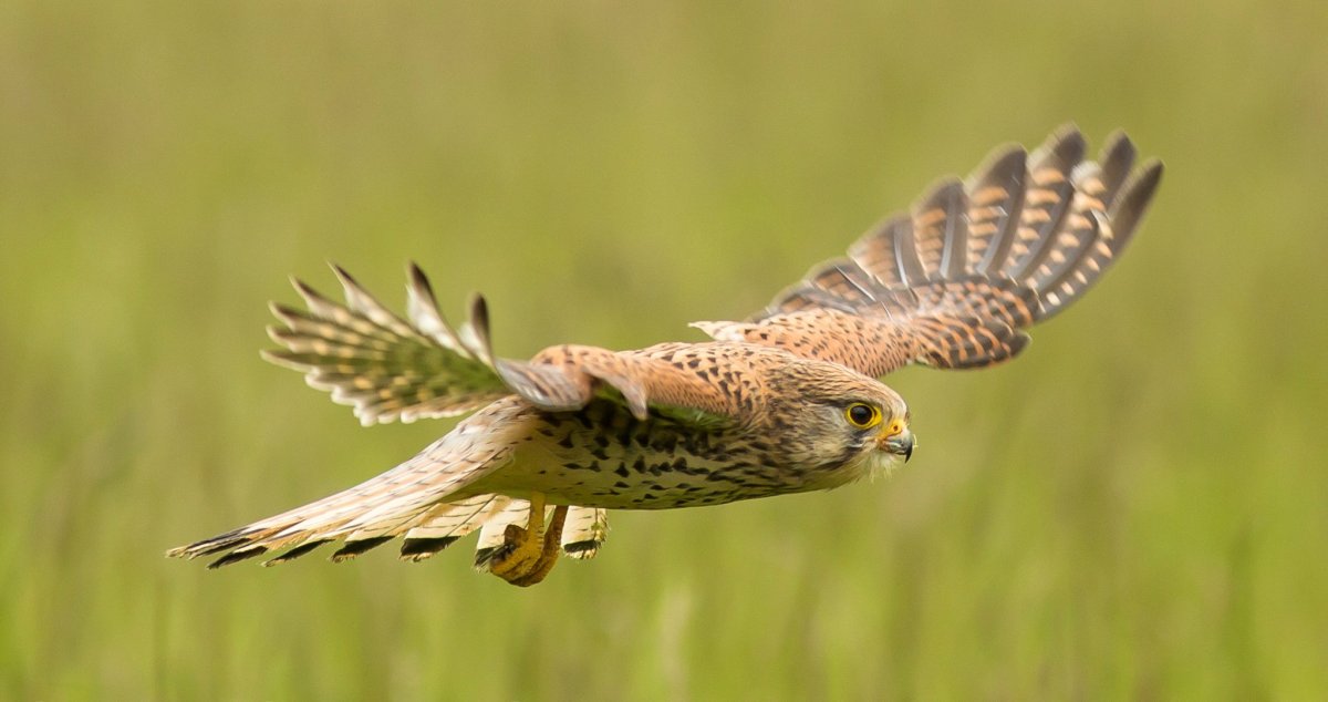 Сапсан птица