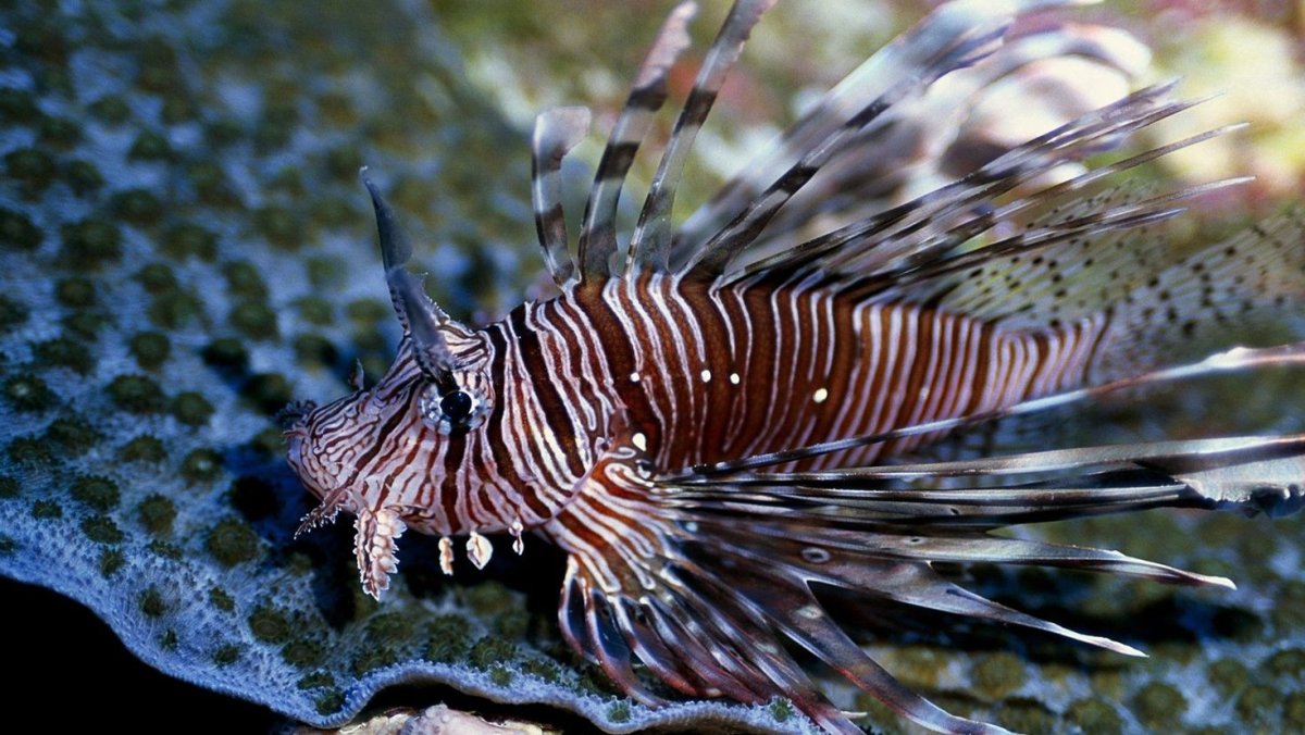 Крылатка Рассела