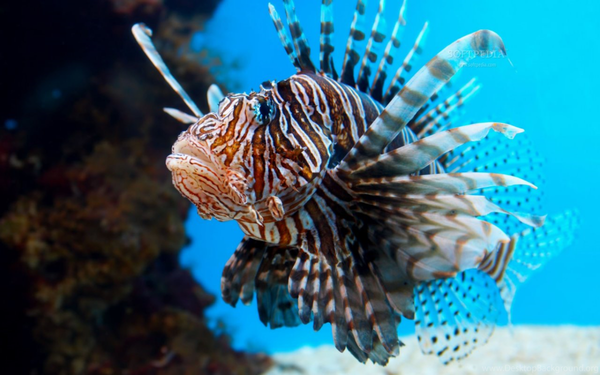 Крылатка-Зебра чернополосая