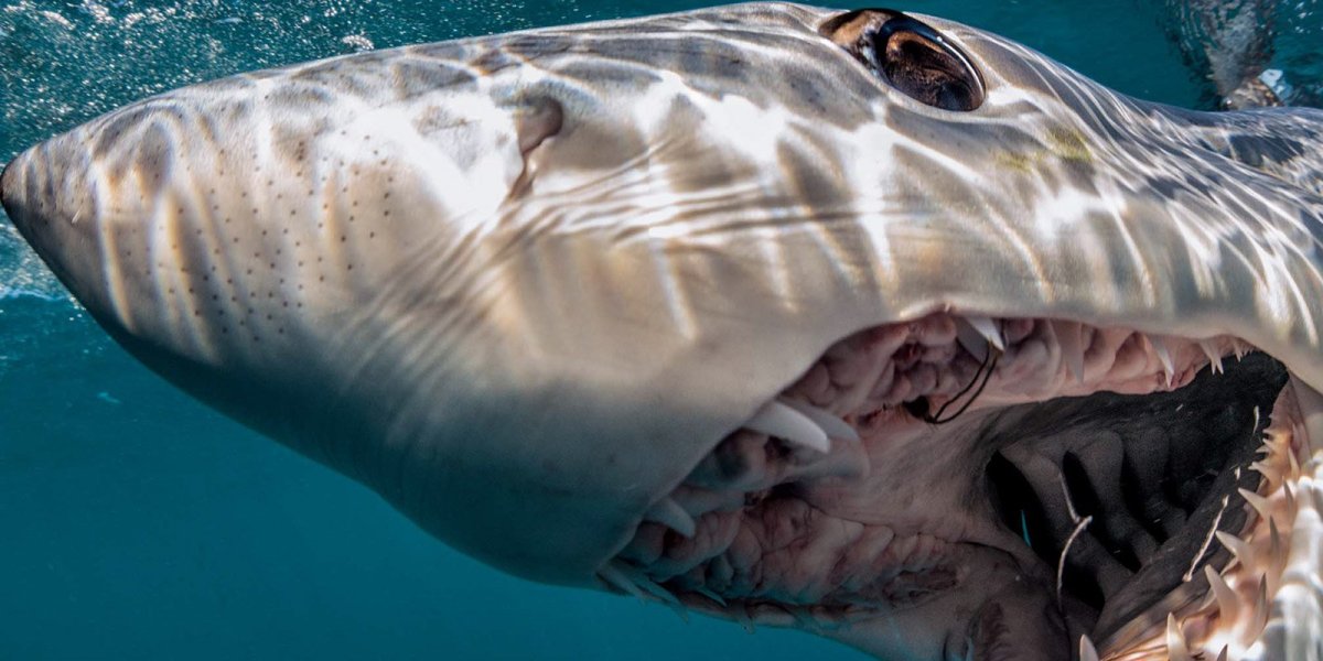 Большая белая акула (great White Shark)