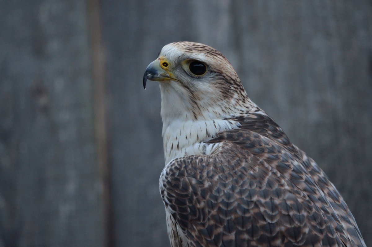 Птица Сокол балобан
