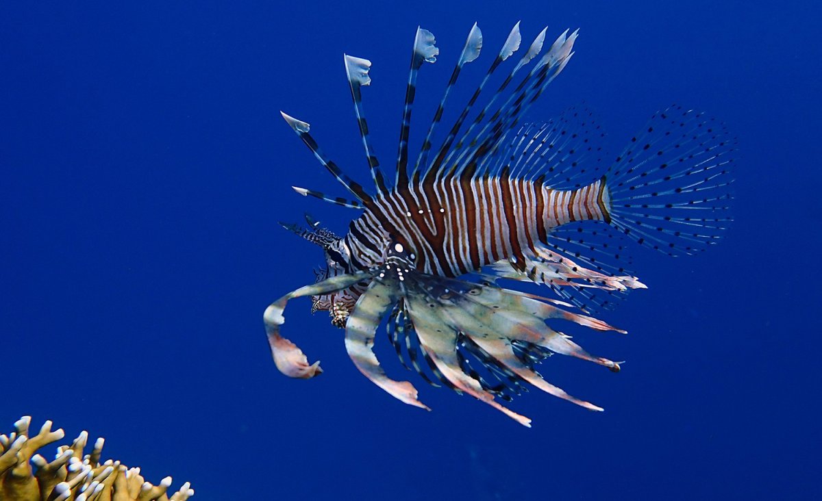 Львиная скорпена