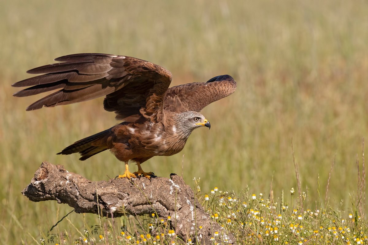 Коршун Дальневосточный