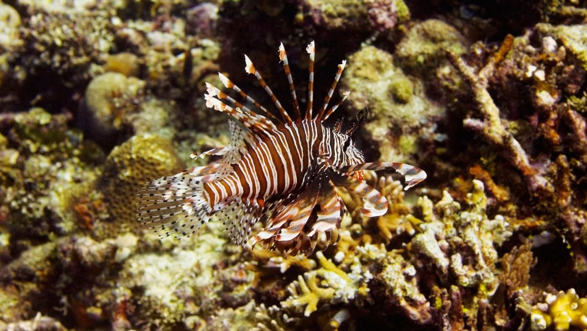 Саблезубая тигровая мурена