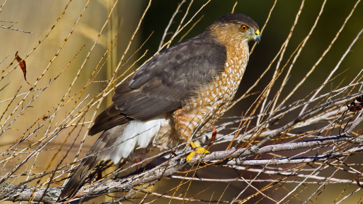 Серая хищная птица Подмосковья