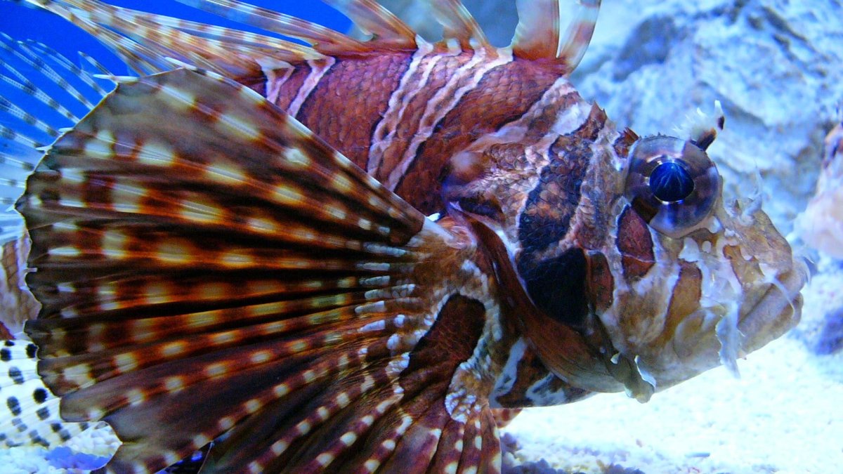 Крылатка рыба Мальдивы