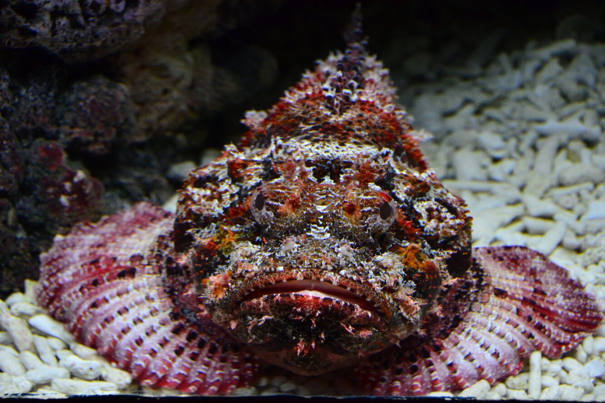 Скорпена рыба красное море
