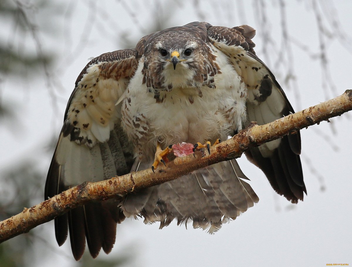 Хищные птицы карельского перешейка