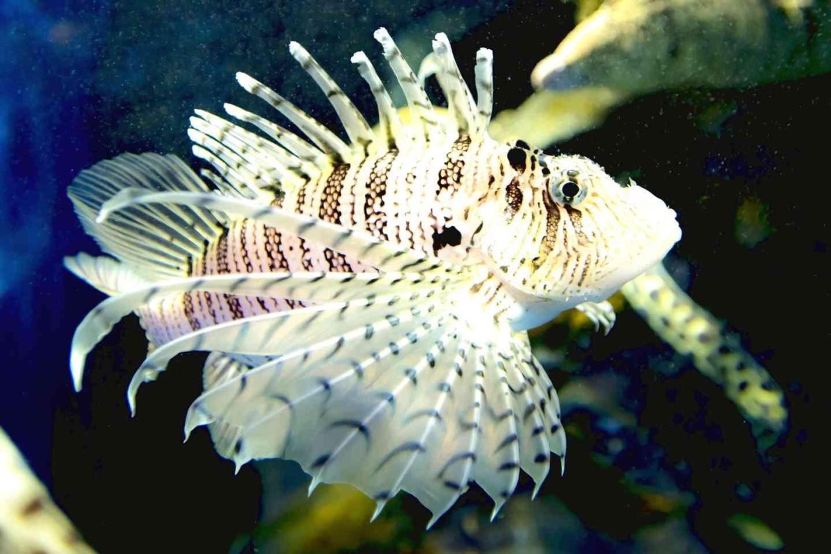 Пятнистая мурена