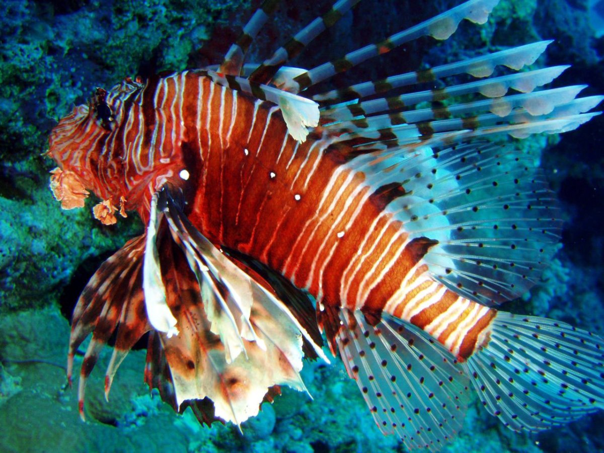 Диодон рыба еж