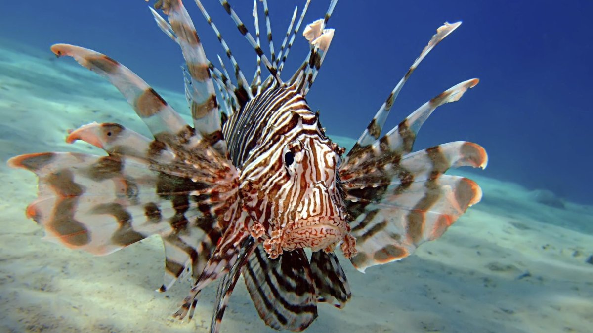 Загадочные обитатели океана