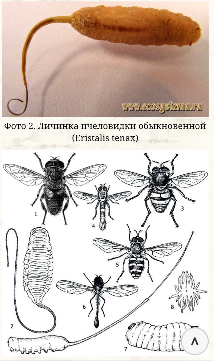 Крыска личинка мухи-пчеловидки