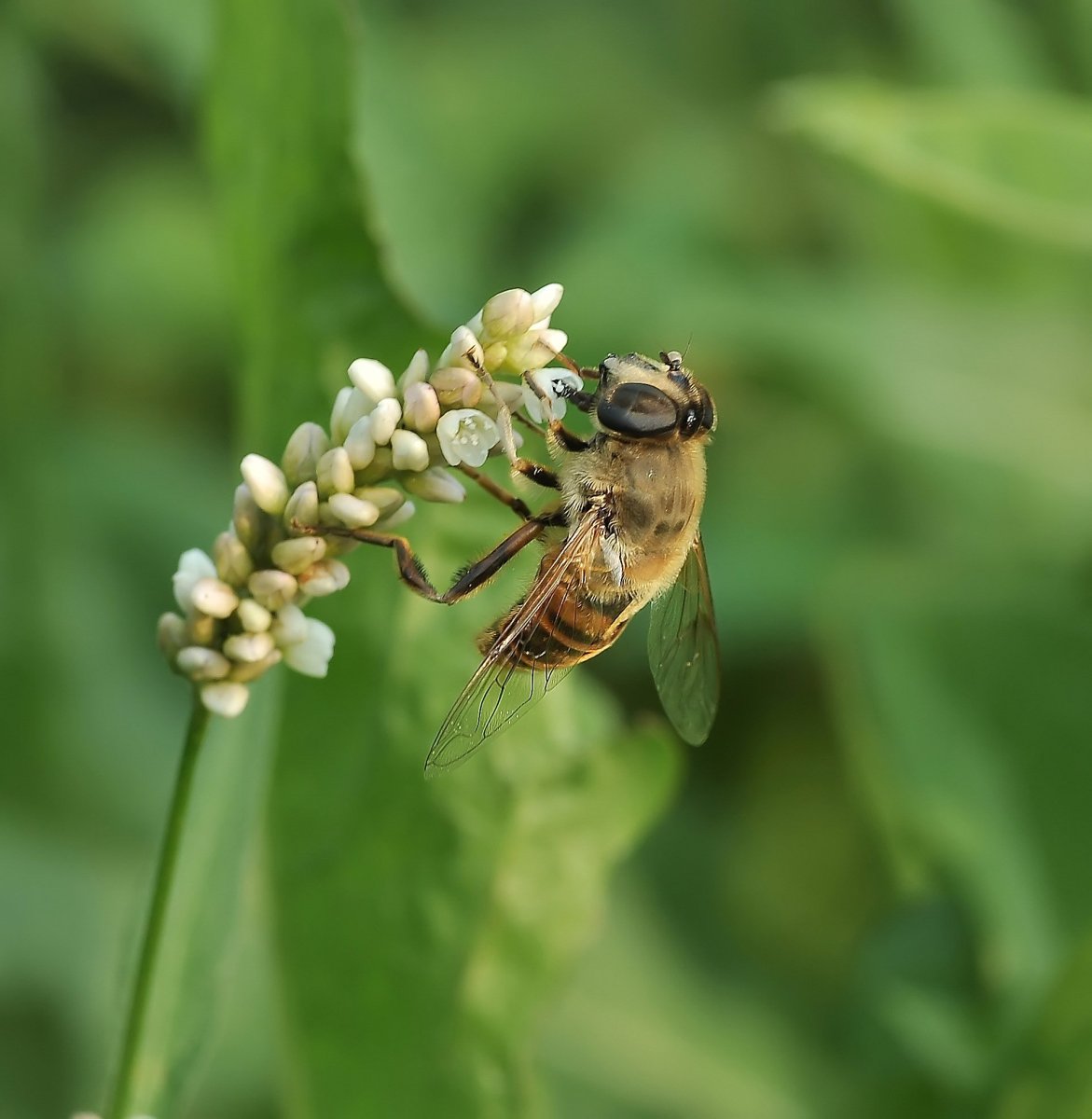 Episyrphus balteatus