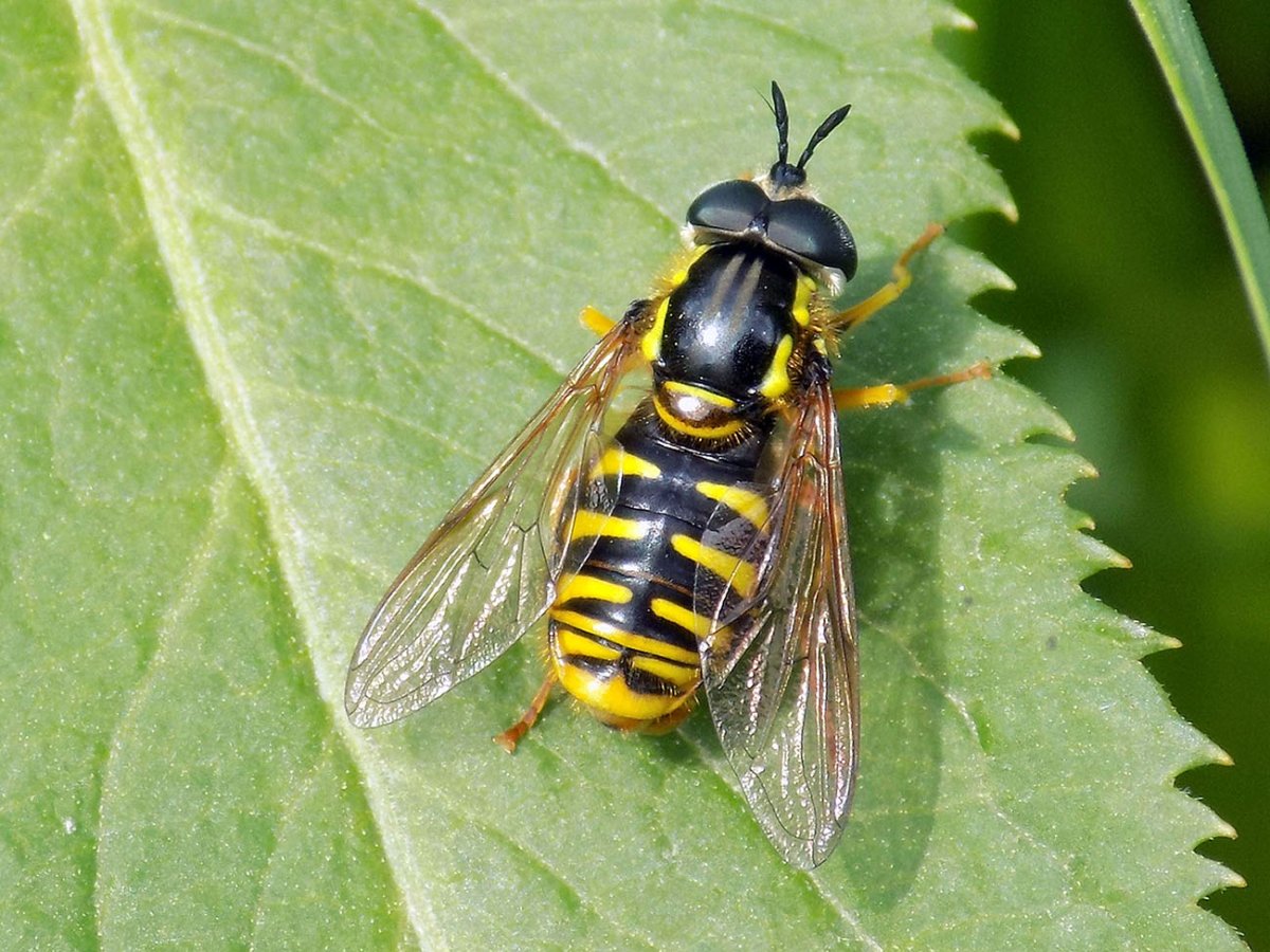Личинка мухи пчеловидки