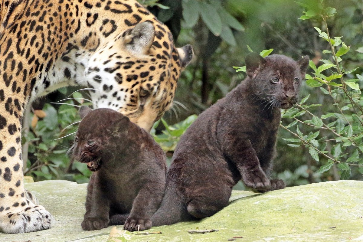 Самка черного ягуара