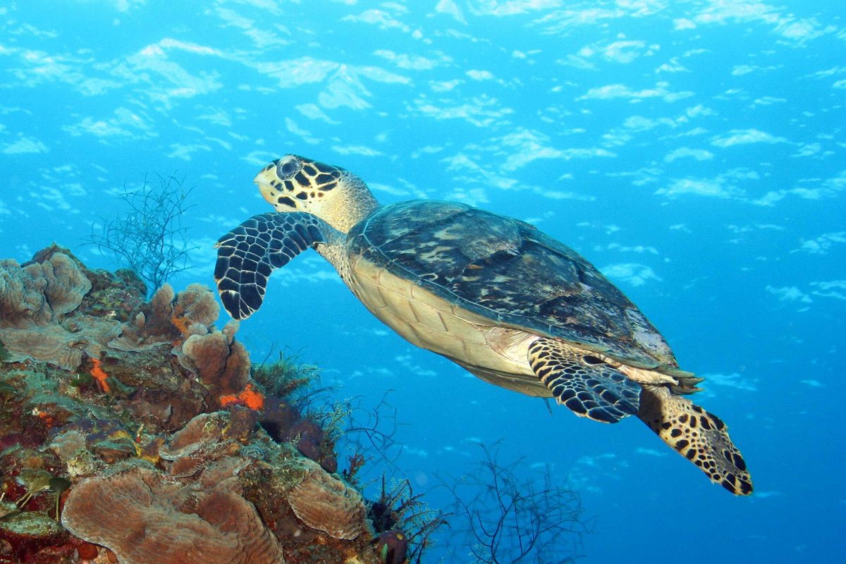 Карибское море животный мир